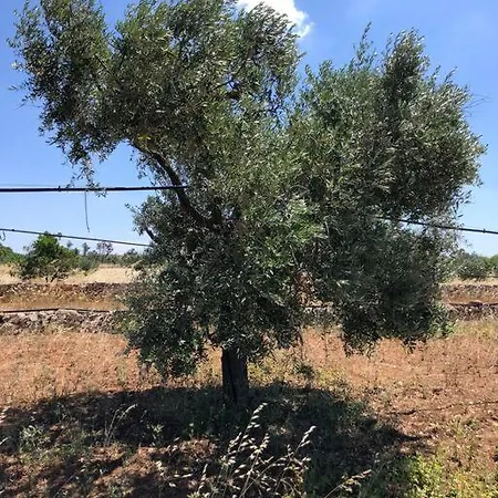 Villa Ligiannelli Gallipoli